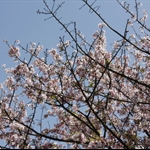20100311淡水天元宮賞櫻