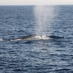Blue whale "blowing"