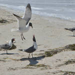 St Petersburg FL Races and Harbor 4-19-21-12 314.jpg