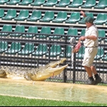 Keeper hand feeding croc