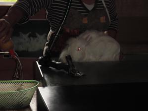 Let the rabbit shearing begin! Random!!