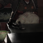 Let the rabbit shearing begin! Random!!