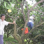 【Easy Climber】20100303登山社第69次活動新埔飛龍步道•廖家果園採果
