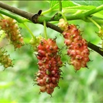 桑 Morus alba