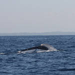 Blue whale tail slap