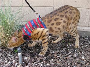 savannah-cat1.jpg