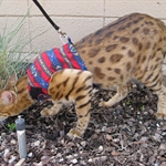 savannah-cat1.jpg