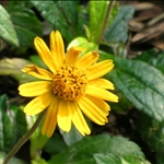 Tithonia diversifolia假向日葵