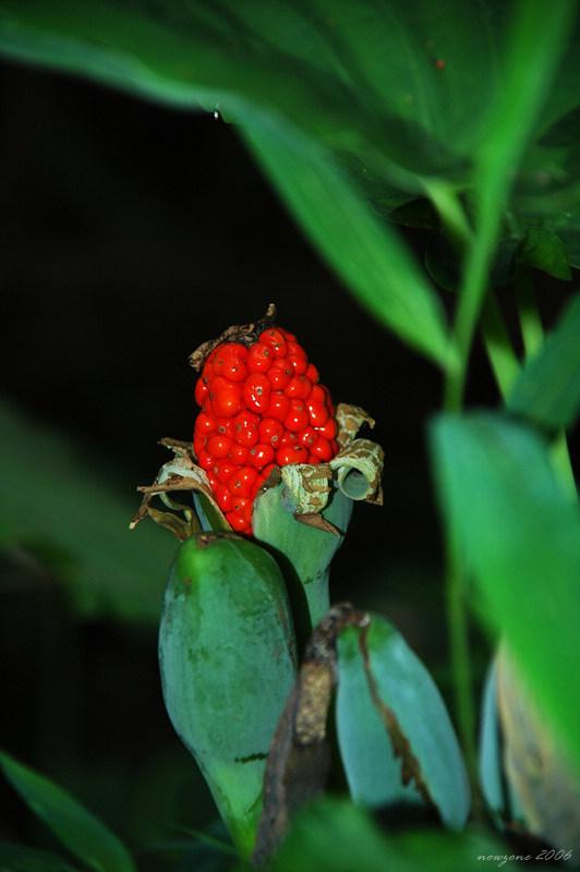 DSC_2574.jpg