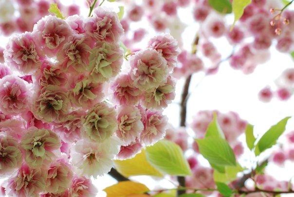 Blooms in the trees, St James Park