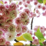 Blooms in the trees, St James Park