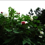 DSC_9206.jpg