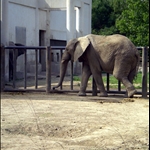 Big guy running laps to get in shape for the 2008 olympics