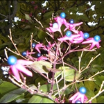 some pretty flowering tree