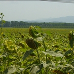 Sunflowers Toscany