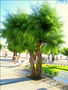Very fuzzy tree