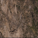 Condors in Cruz del Condor