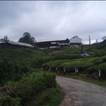 Munnar - South India