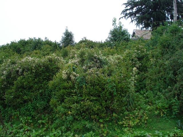 Buetiful Greenery Hiding Forest Office.JPG