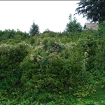 Buetiful Greenery Hiding Forest Office.JPG