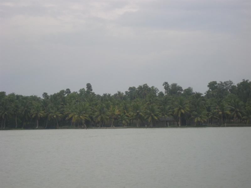 lots of coconut trees in Kerala.. I beleive 70% of the trees in Kerala are coconut trees and the remaining Banana trees