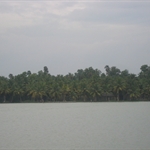 lots of coconut trees in Kerala.. I beleive 70% of the trees in Kerala are coconut trees and the remaining Banana trees