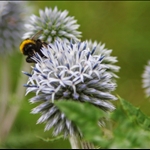Bumble Bee