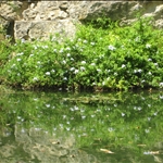 Japanese Garden, San Antonio, USA