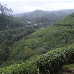 Munnar - South India