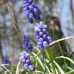spring 105.JPG