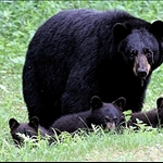 Alaska hunting and fishing