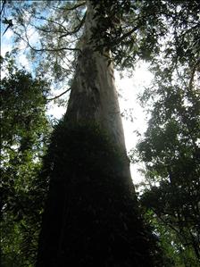 Rainforest