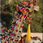 Camel show, Jaisalmer
