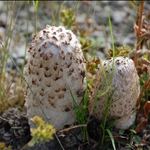 Alaska mushrooms