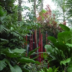 one of many GLASS sculptures on exhibit at the Gardens, St. Louis, Missouri, U.S.