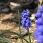 spring 104.JPG