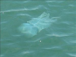 Jelly Fish at St Kilda Beach