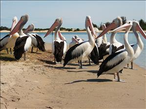 Huge Pelicans