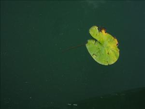 lecco 029.jpg