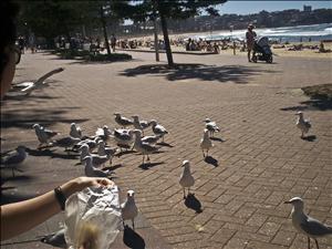 Sydney