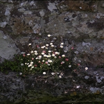 Daisies on a wall