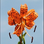 Cape Fear Botanical Garden