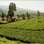tee farms