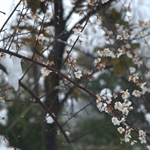 huoxing