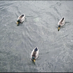 DSCF0427.JPG