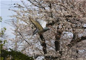 Oji Zoo, Kobe