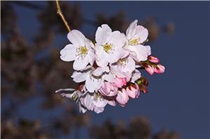 Cherry Blossoms in Oji Zoo, Kobe