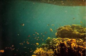 snorkeling in the Red Sea