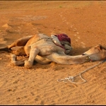 Pushkar