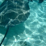 Sting Ray 